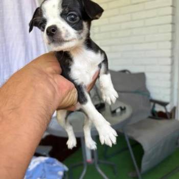 Čivava štenad prelepa Chihuahua apple head