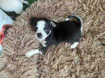 Čivava štenad prelepa Chihuahua apple head
