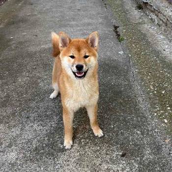 Na prodaju žensko štene Shiba inu