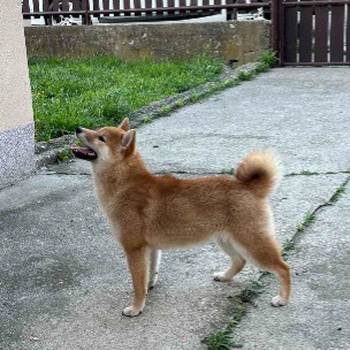 Na prodaju žensko štene Shiba inu