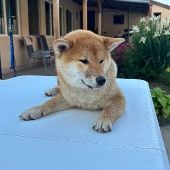 Na prodaju žensko štene Shiba inu