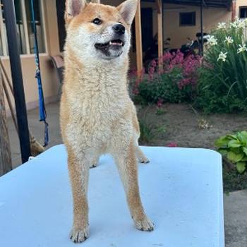 Na prodaju žensko štene Shiba inu