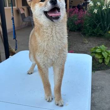 Na prodaju žensko štene Shiba inu