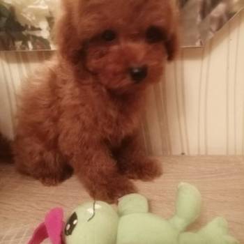 Prelepe patuljaste i toy pudle, štenci