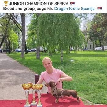Jazavičari kratkodlaki kunićari