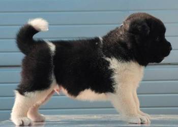 Američka Akita, novo leglo