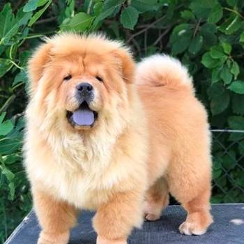 Chow Chow / Čau Čau štenci