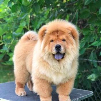 Chow Chow / Čau Čau štenci