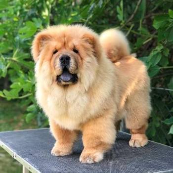 Chow Chow / Čau Čau štenci