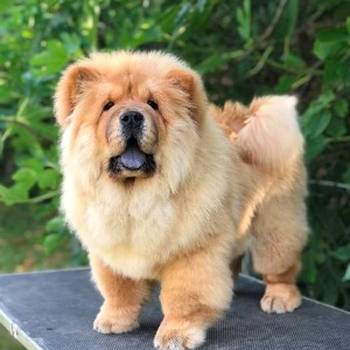 Chow Chow / Čau Čau štenci