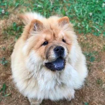 Chow Chow / Čau Čau štenci