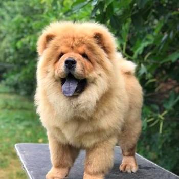Chow Chow / Čau Čau štenci