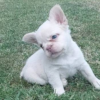 Francuski buldog stenci fluffy