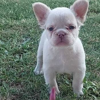 Francuski buldog stenci fluffy