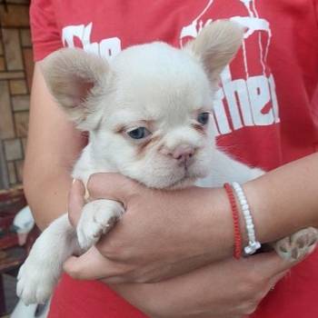 Francuski buldog stenci fluffy
