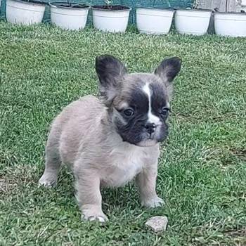 Francuski buldog stenci fluffy