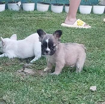 Francuski buldog stenci fluffy