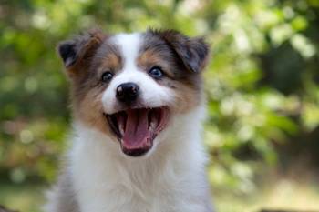 Border koli-Border collie štenad