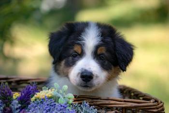Border koli-Border collie štenad