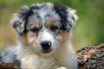 Border koli-Border collie štenad