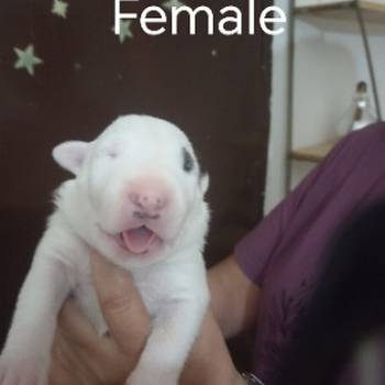 Sinai State kennel new litter