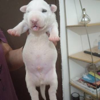 Sinai State kennel new litter