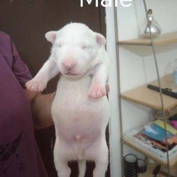 Sinai State kennel new litter