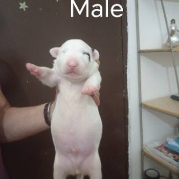 Sinai State kennel new litter