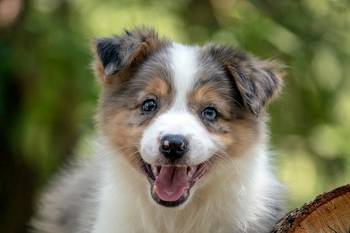 Border koli - Border collie, štenad