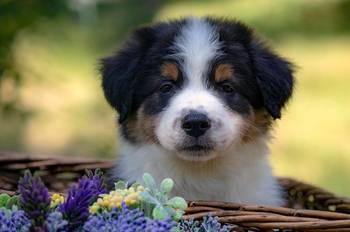 Border koli - Border collie, štenad
