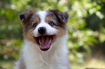 Border koli - Border collie, štenad