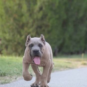 Cane Corso vrhunski štenci