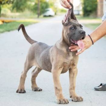 Cane Corso vrhunski štenci