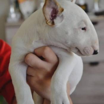 Bull terrijeri