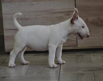Bull terrijeri