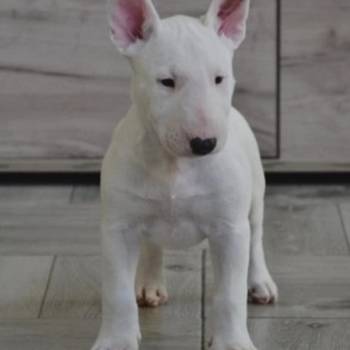 Bull terrijeri