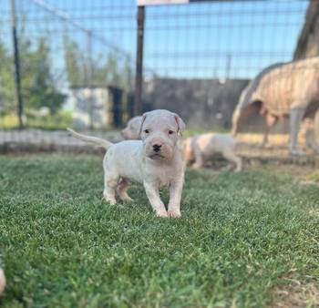 Dogo Argentino štenci