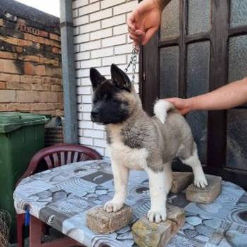 Američka Akita, žensko štene