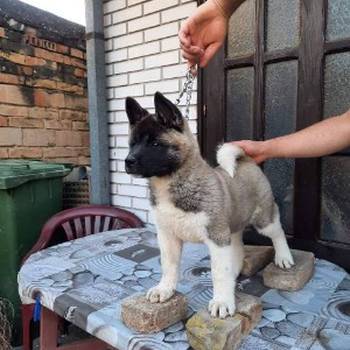Američka Akita, žensko štene