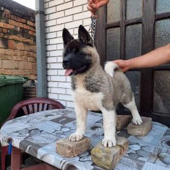 Američka Akita, žensko štene