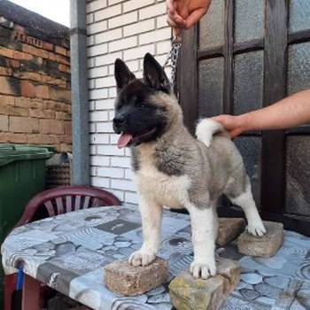 Američka Akita, žensko štene