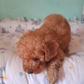 Pudle patuljaste i toy, prelepi štenci