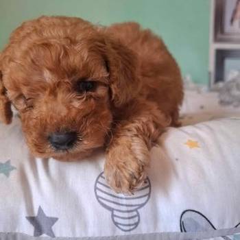 Pudle patuljaste i toy, prelepi štenci