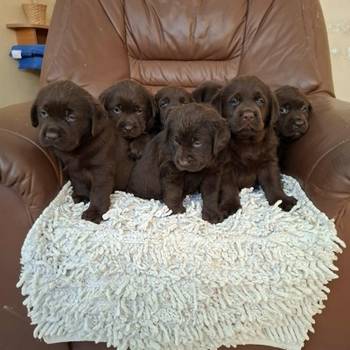Labrador retriver štenci braon boje
