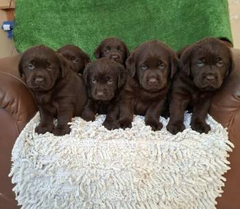 Labrador retriver štenci braon boje