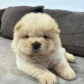 Čistokrvni chow-chow štenci
