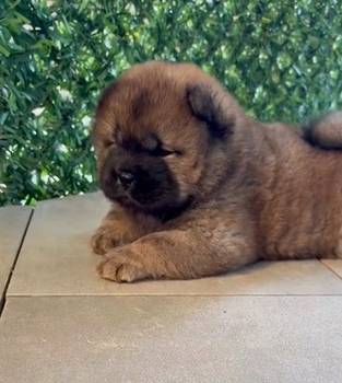 Čistokrvni chow-chow štenci