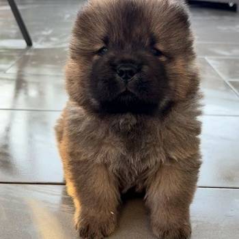Čistokrvni chow-chow štenci