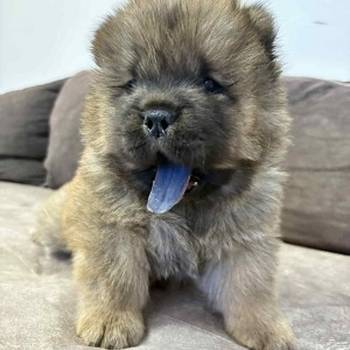 Čistokrvni chow-chow štenci