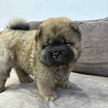 Čistokrvni chow-chow štenci